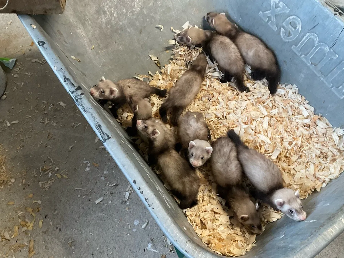 Ferrets - Image 3
