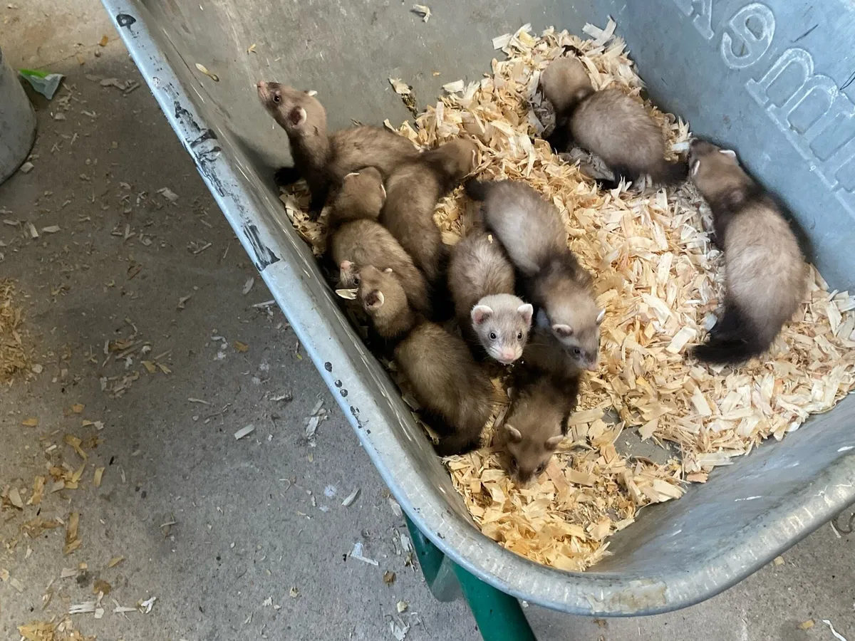 Ferrets - Image 4