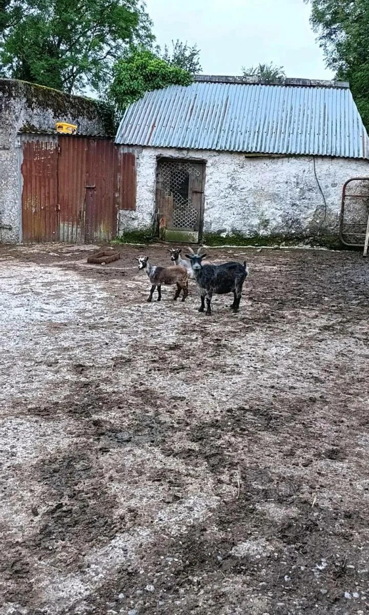 3 Pygmy Goats For Sale - Image 1