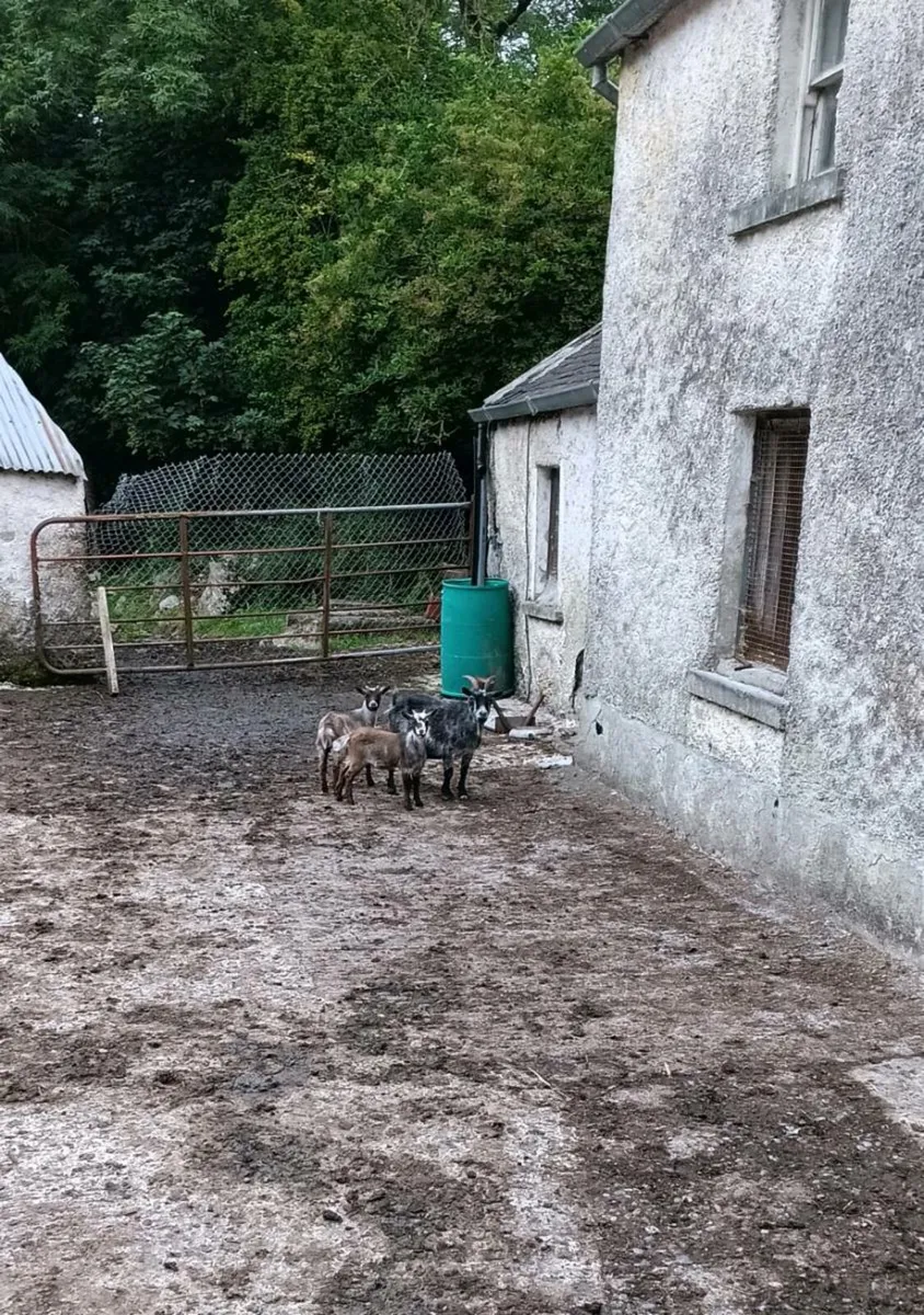 3 Pygmy Goats For Sale - Image 2