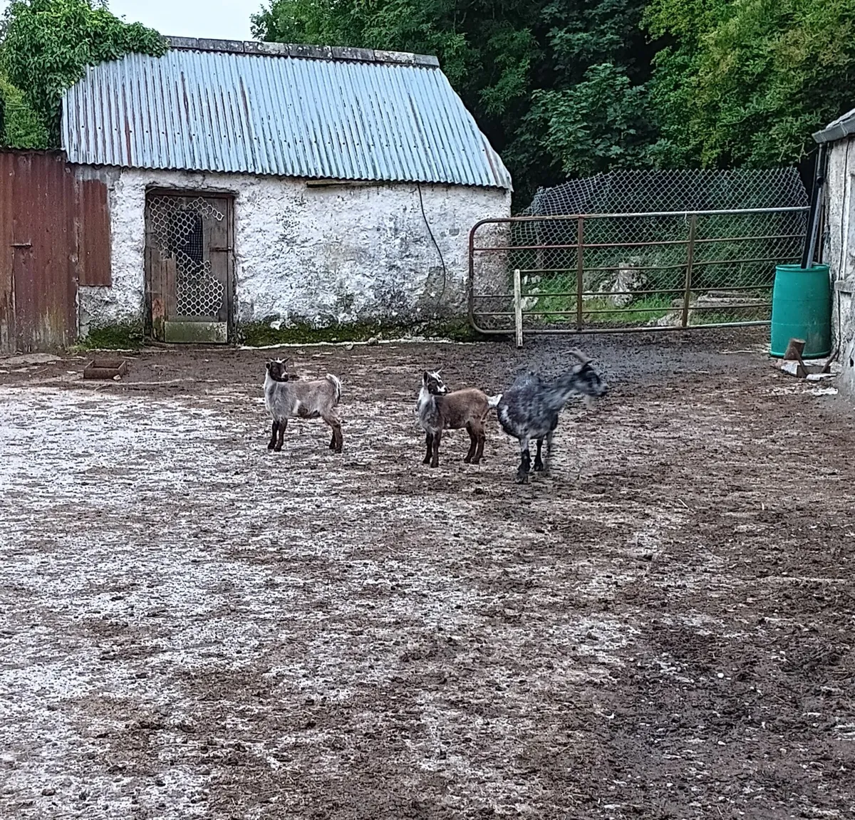 3 Pygmy Goats For Sale - Image 3