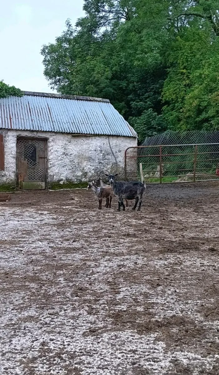 3 Pygmy Goats For Sale - Image 4
