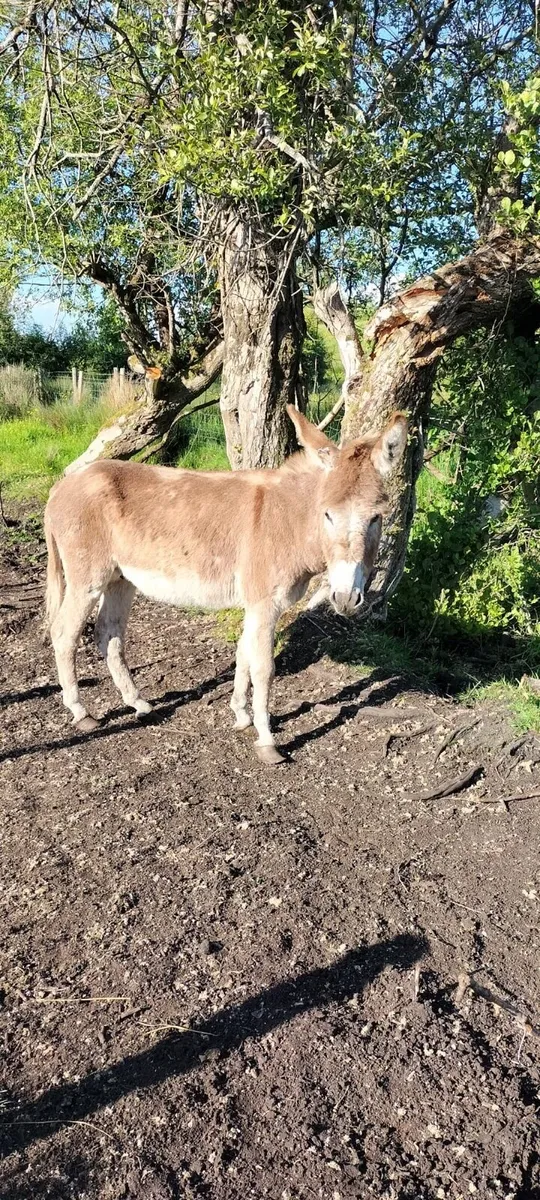 3yr old ginger jack