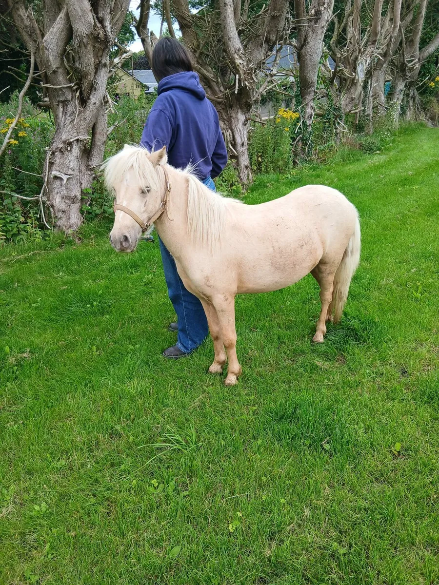 Little palimino gelding....10hh..trained - Image 1