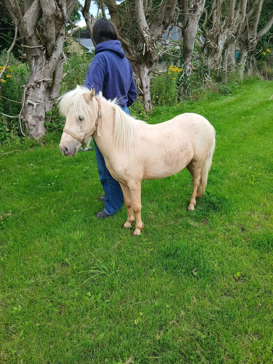 Little palimino gelding....10hh..trained - Image 2