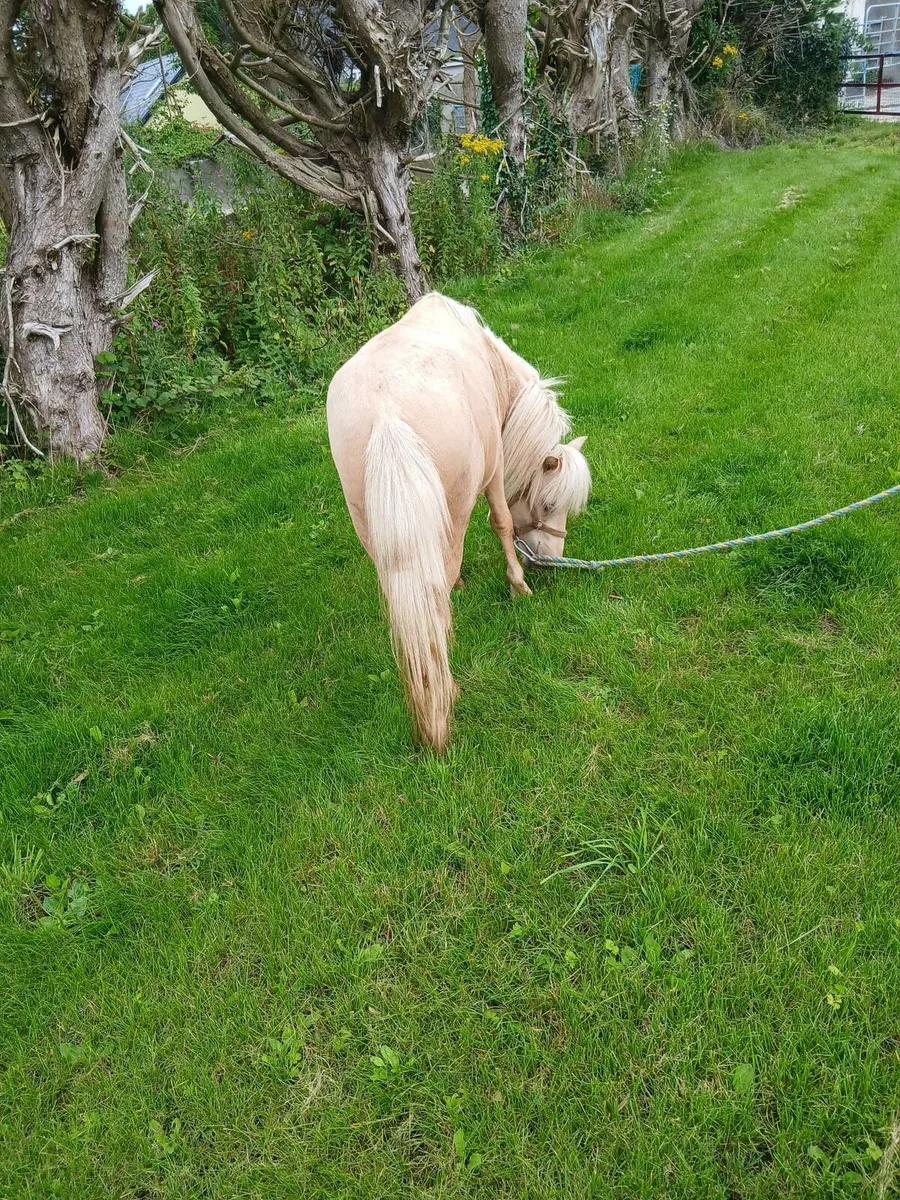 Little palimino gelding....10hh..trained - Image 3