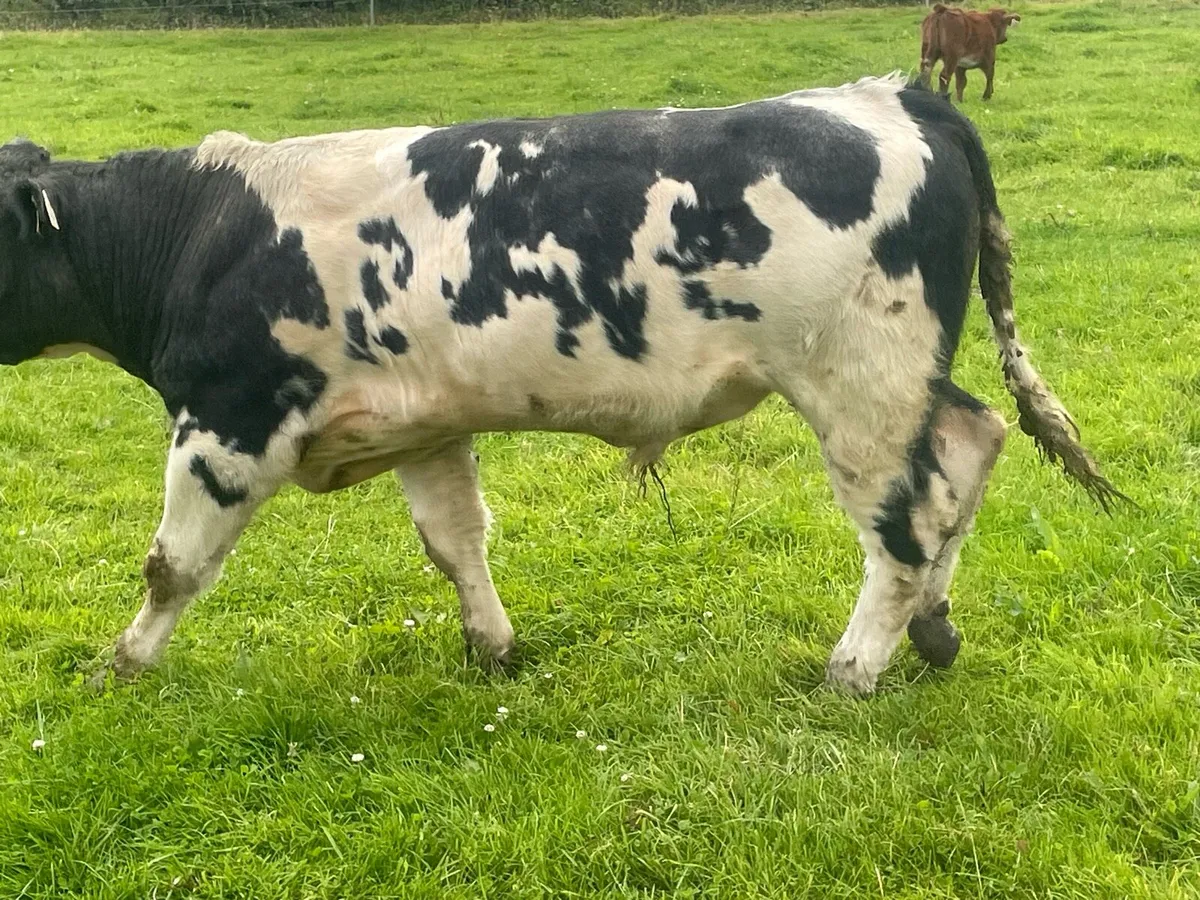 Bbx weanlings - Image 2