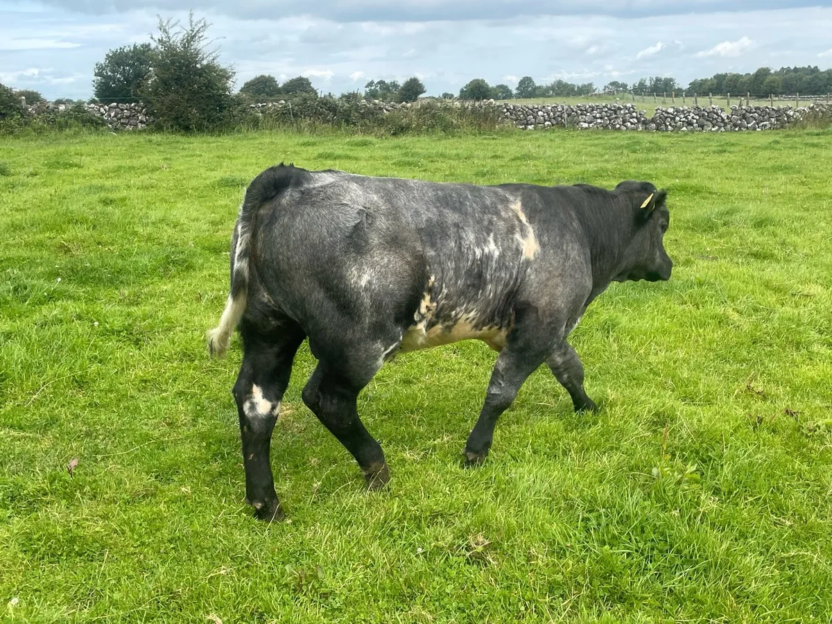 Bbx weanlings - Image 3