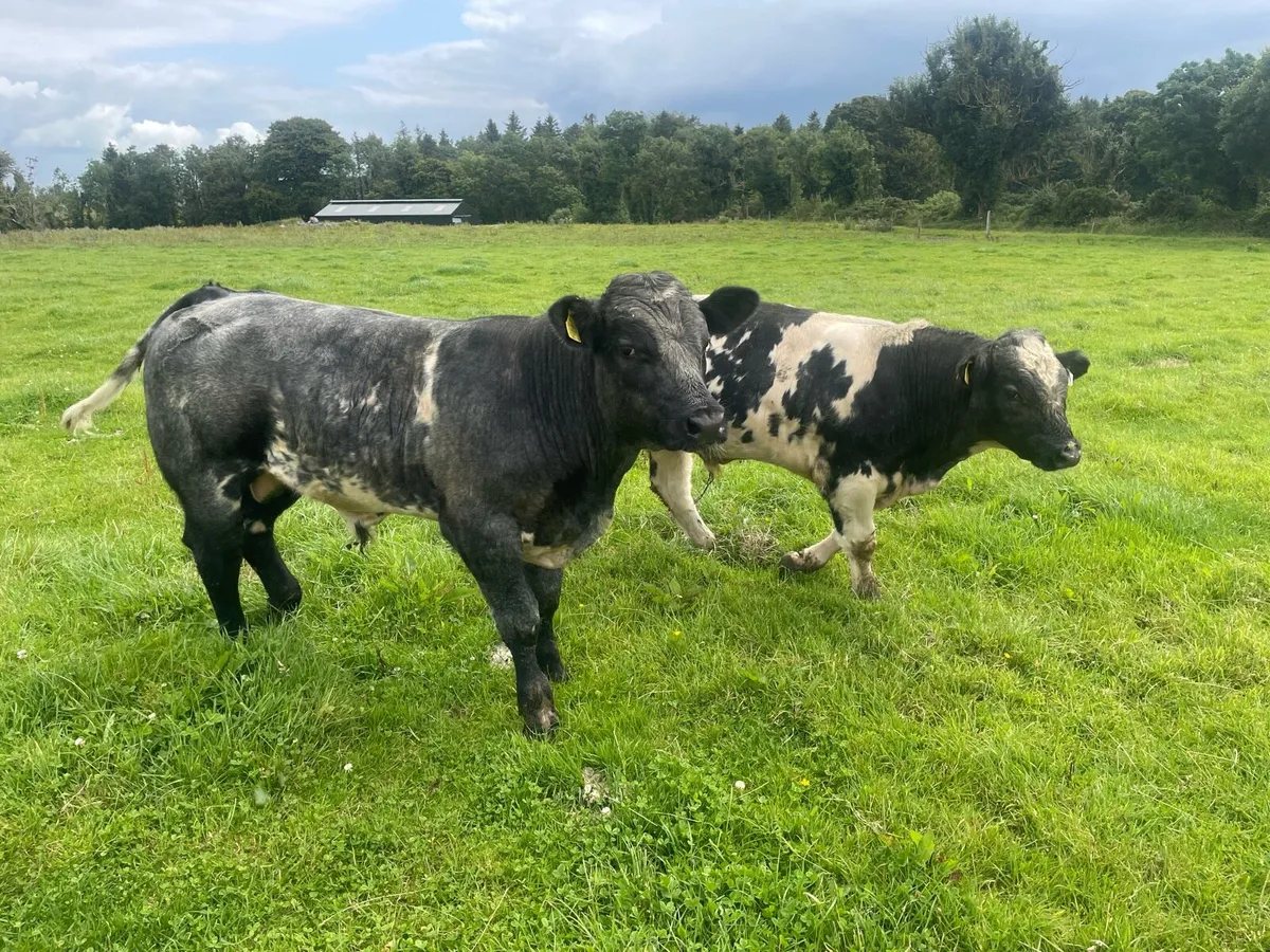 Bbx weanlings - Image 1