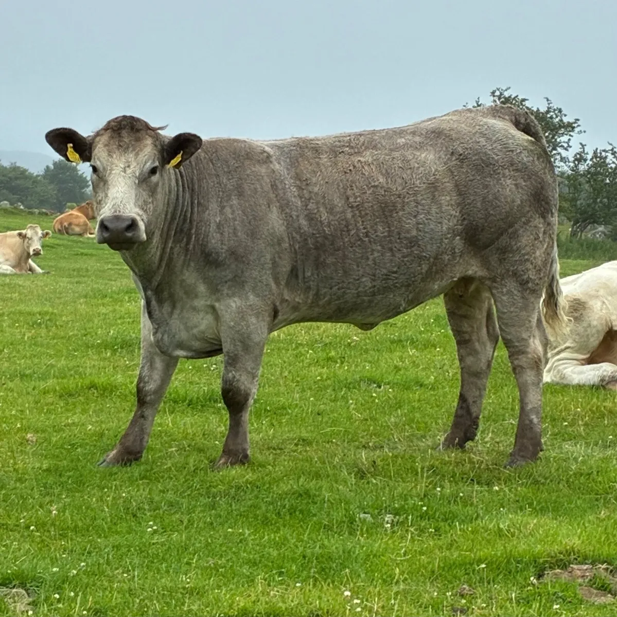 Springers for sale in Manorhamilton Mart - Image 4