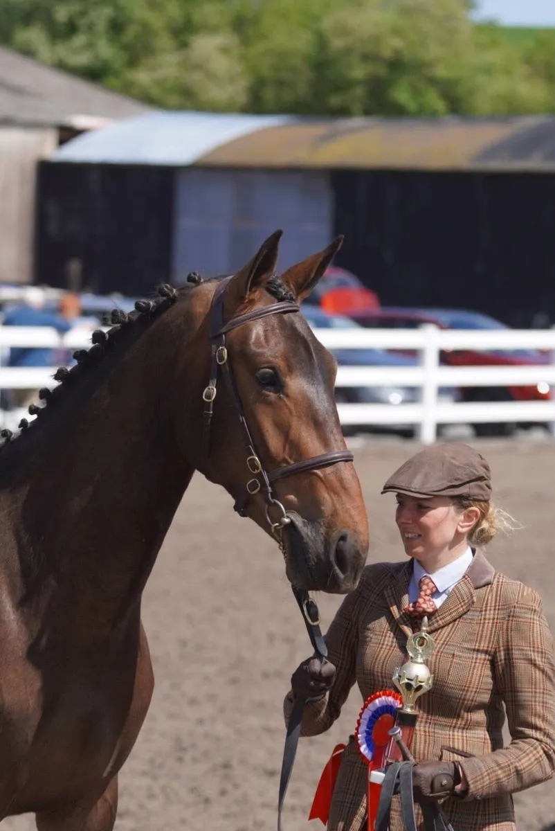 ⭐️Attractive, kind 3yr filly ⭐️ - Image 1