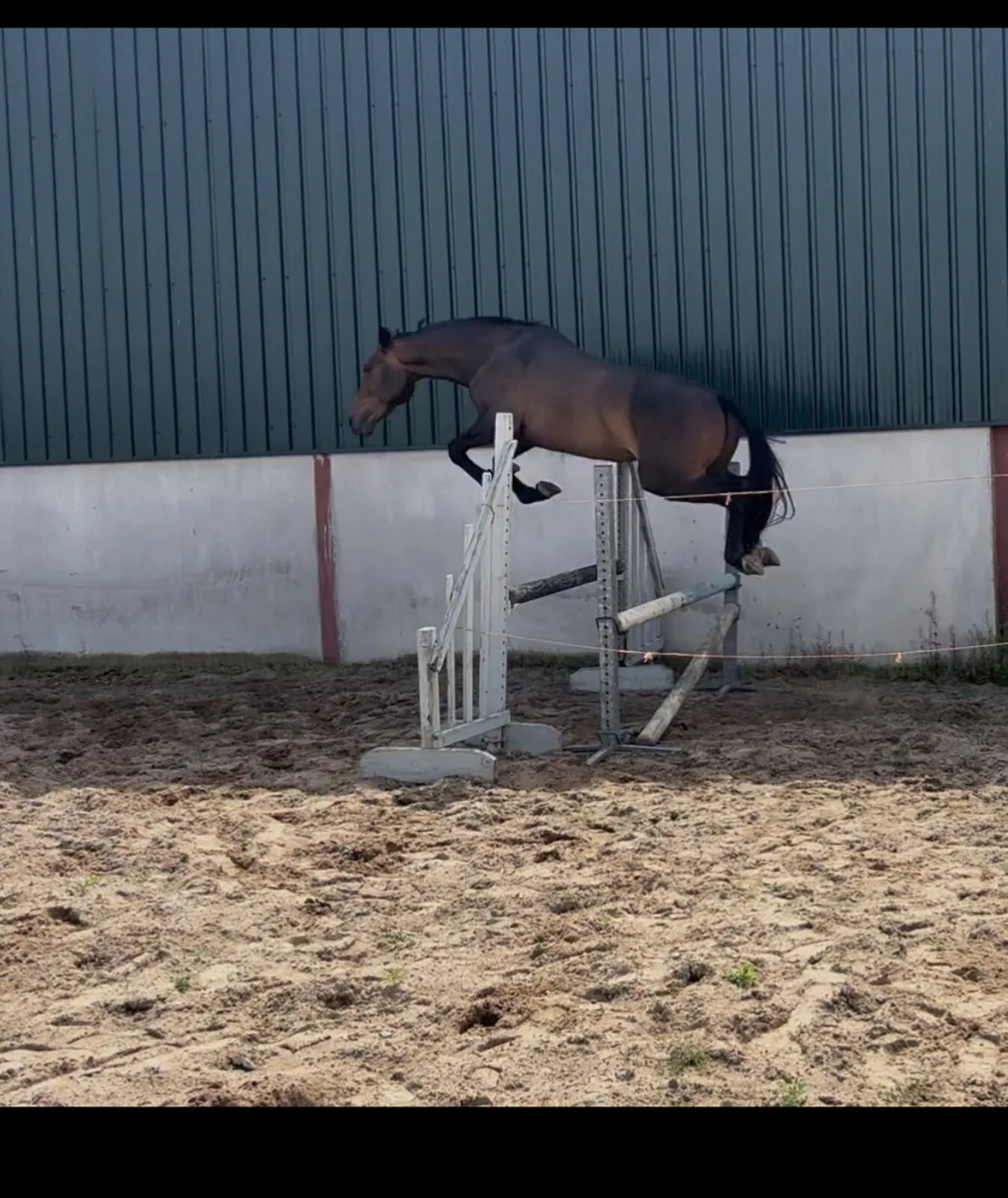 ⭐️Attractive, kind 3yr filly ⭐️ - Image 4