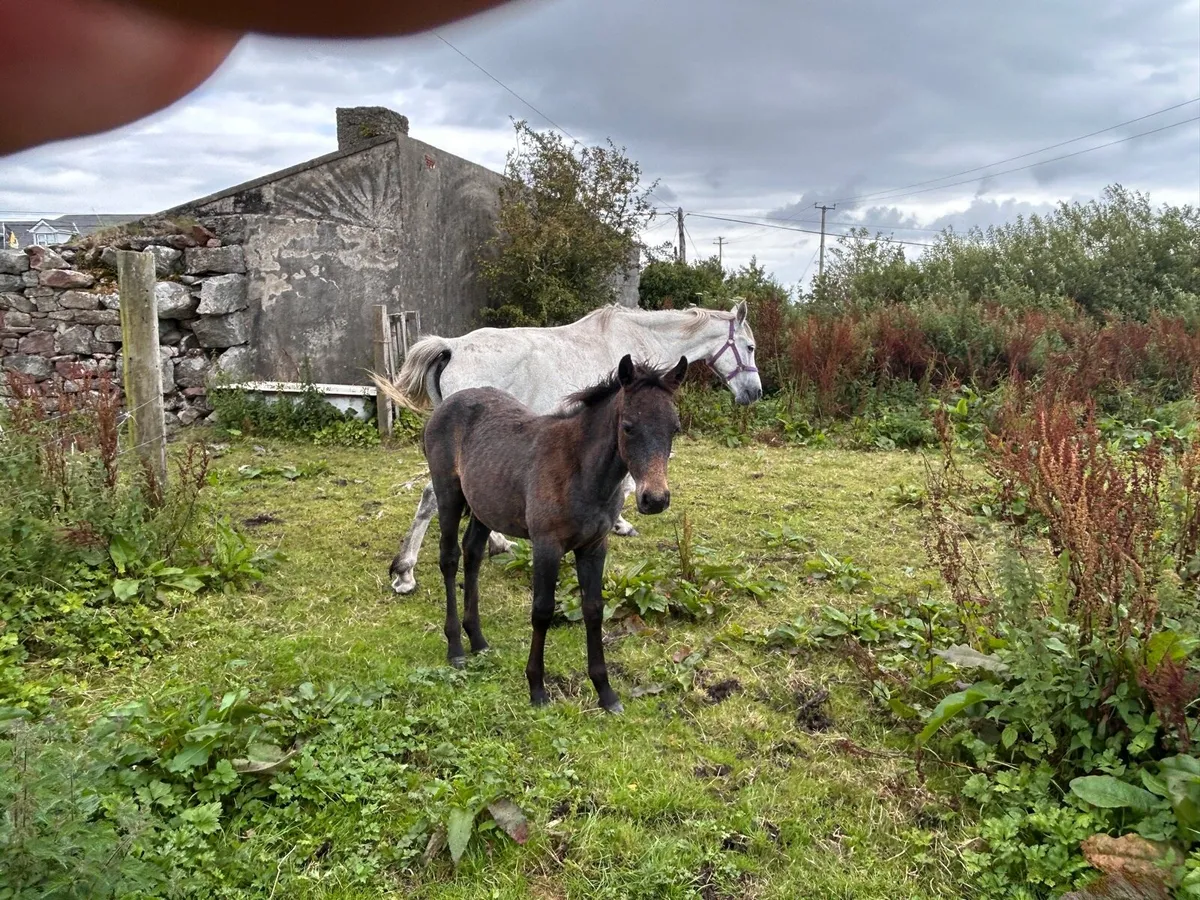 Mare and filly foals - Image 2