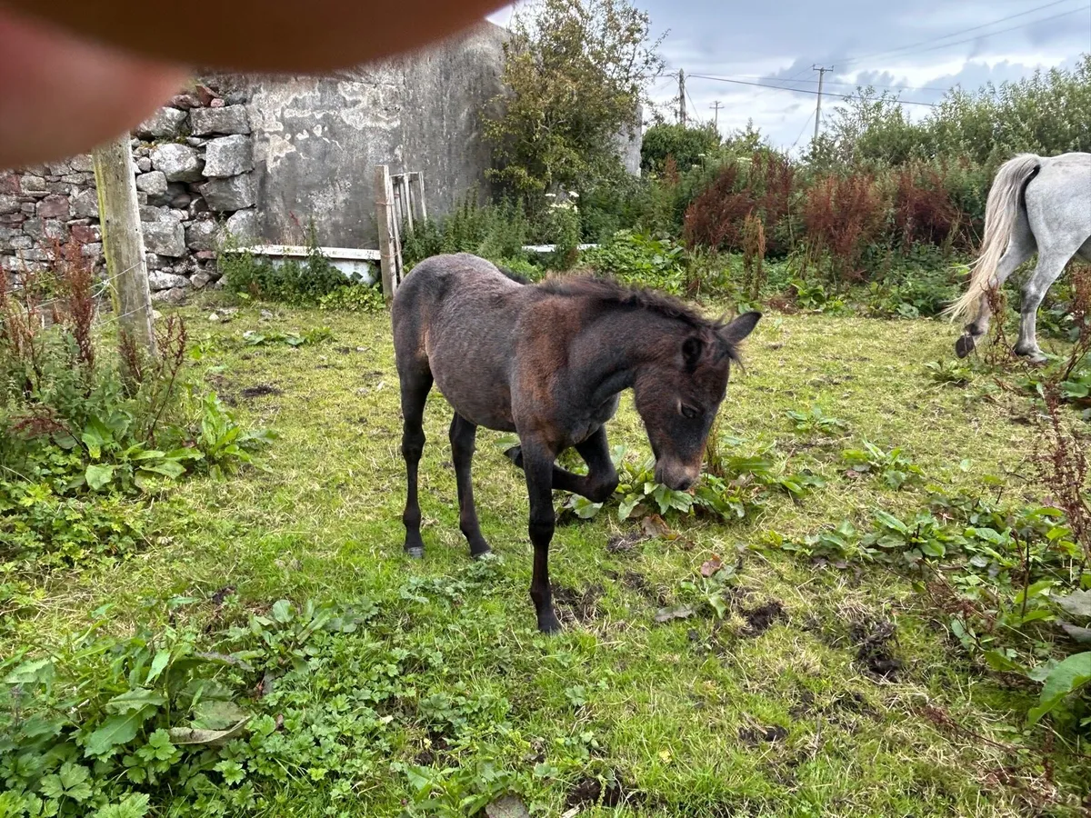 Mare and filly foals - Image 3