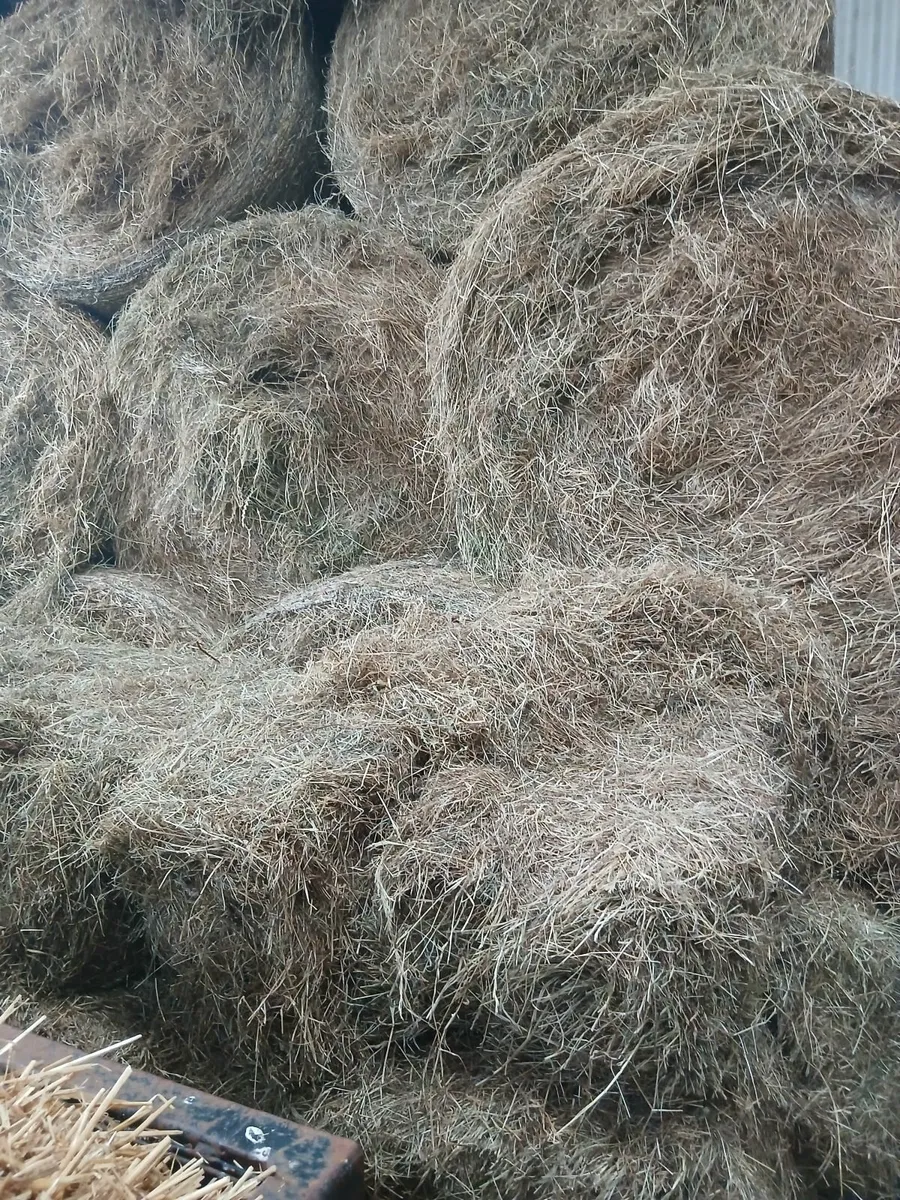 Round Bales of Hay & Small square bales of Hay - Image 1