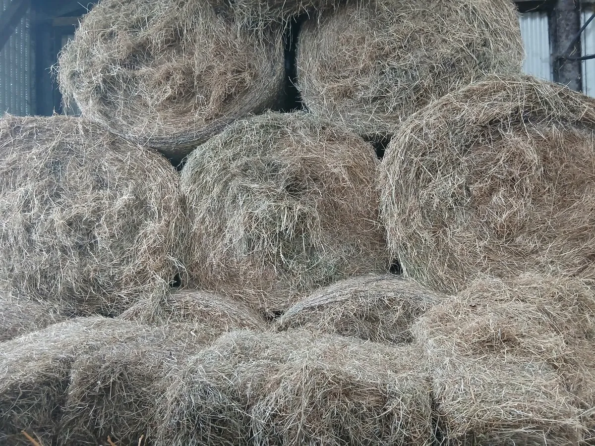 Round Bales of Hay & Small square bales of Hay - Image 3