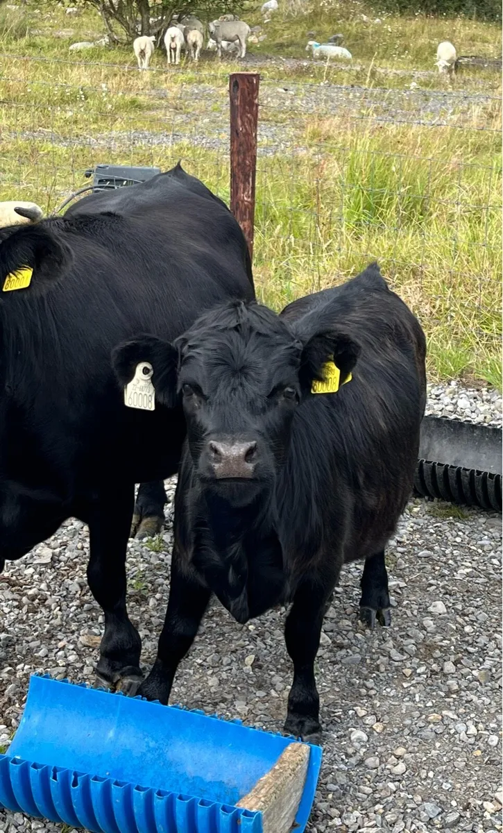 Dexter Heifer - Image 1