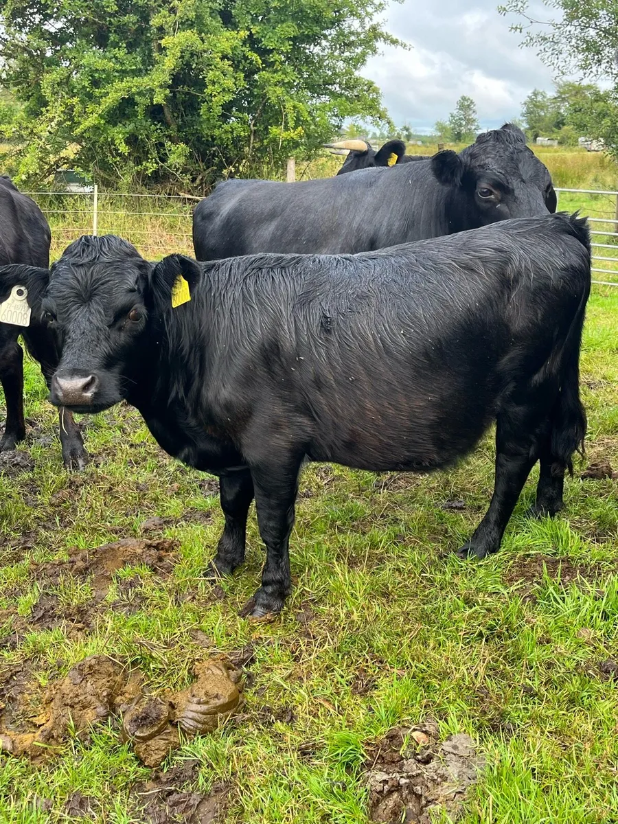 Dexter Heifer - Image 2
