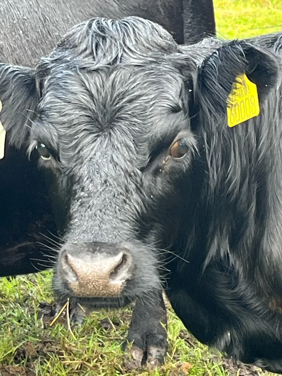 Dexter Heifer - Image 3