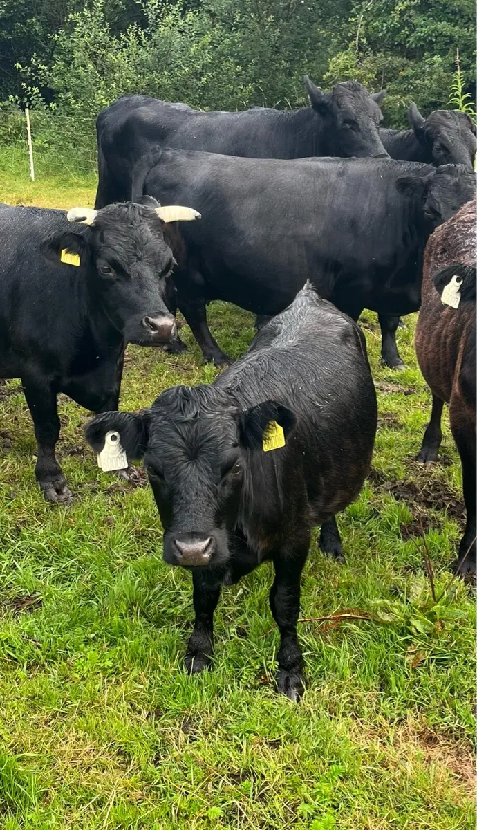 Dexter Heifer - Image 4