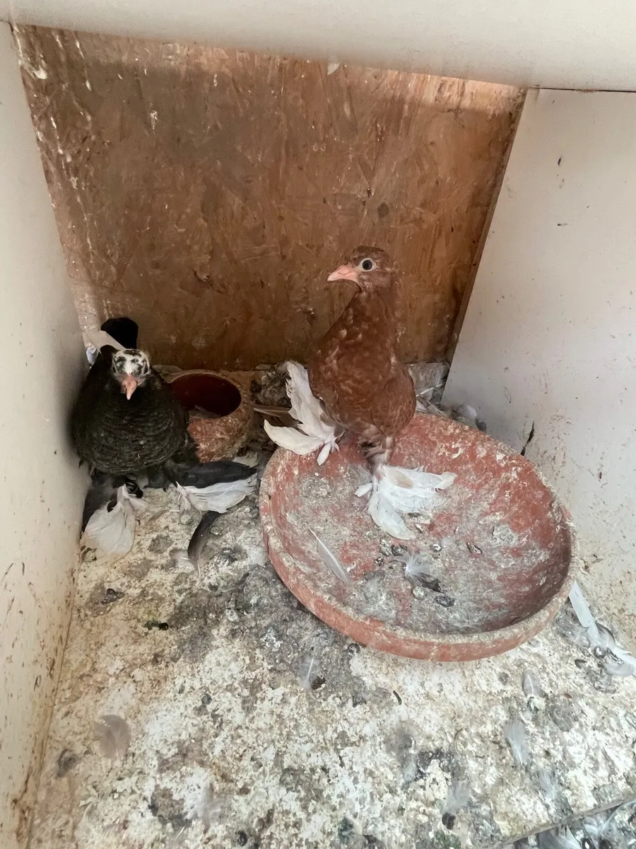 Tumbler pigeons - Image 2