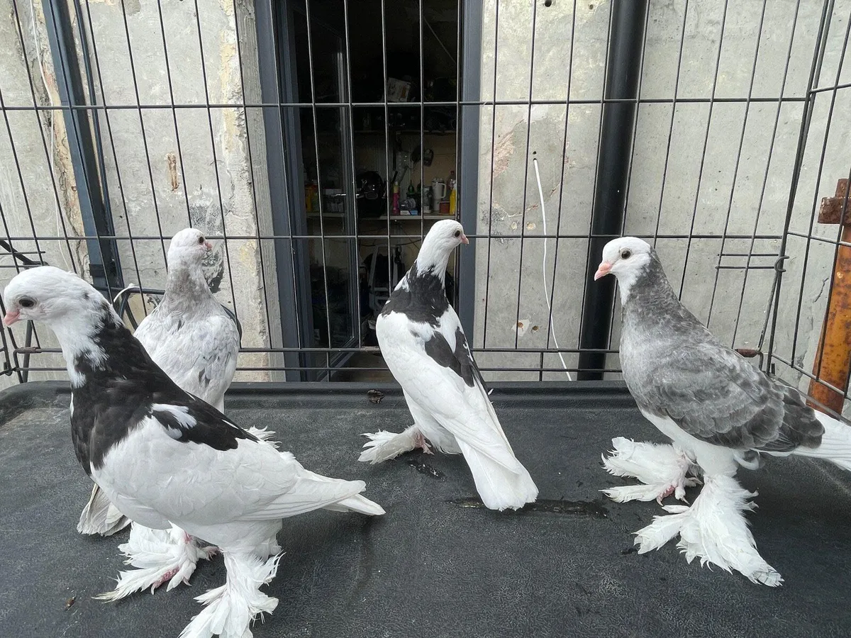 Tumbler pigeons - Image 1