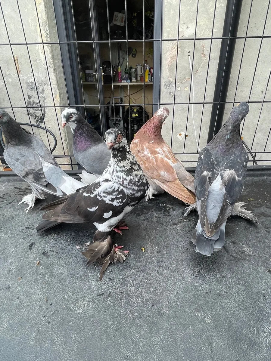 Tumbler pigeons - Image 4