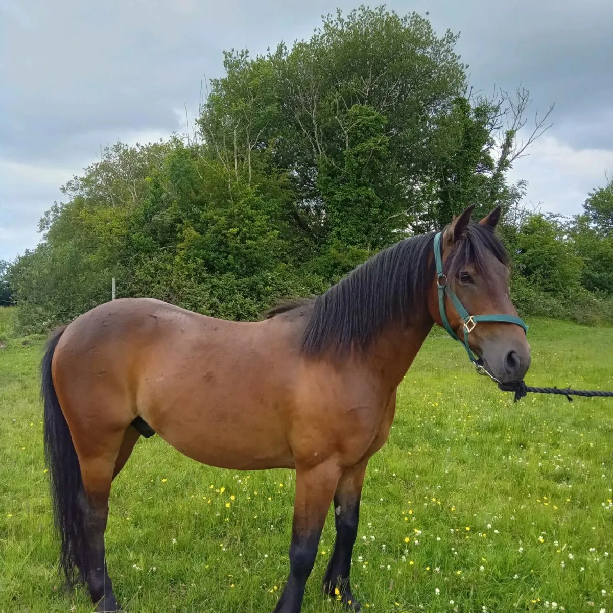 Jumping pony - Image 1