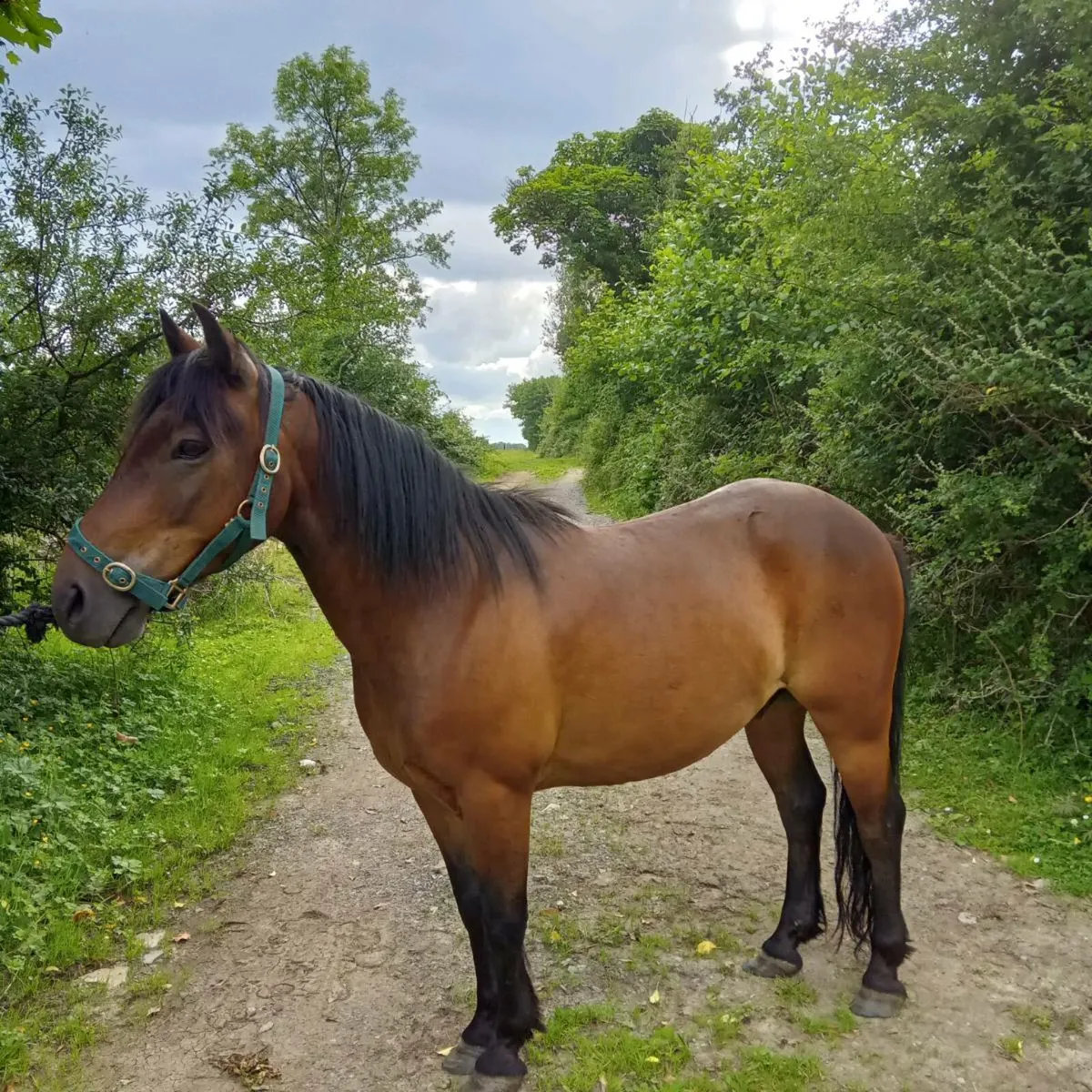 Jumping pony - Image 2
