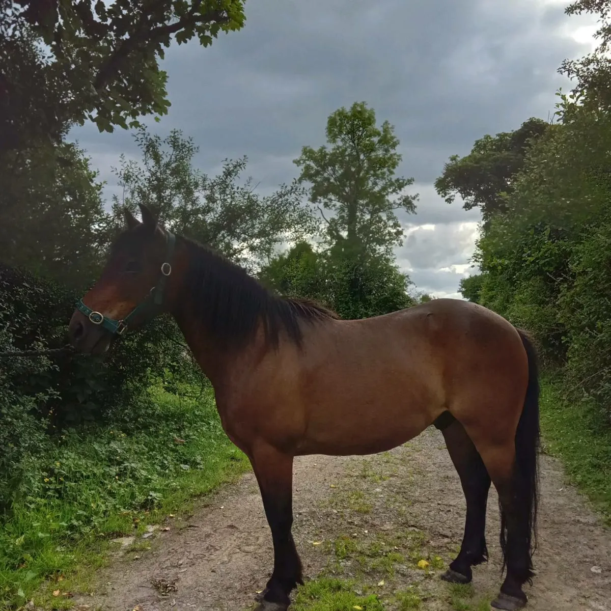 Jumping pony - Image 3