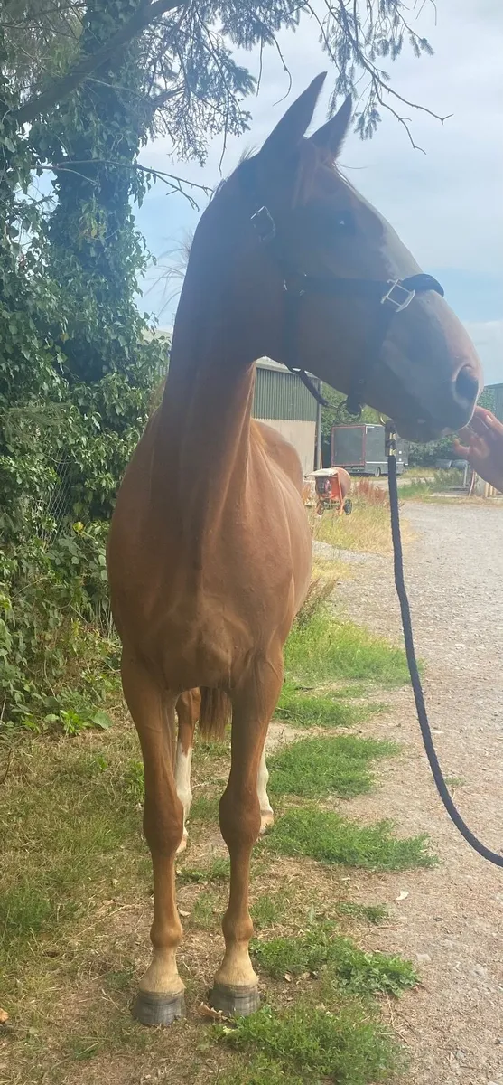 Handsome Irish sport horse gelding - Image 2