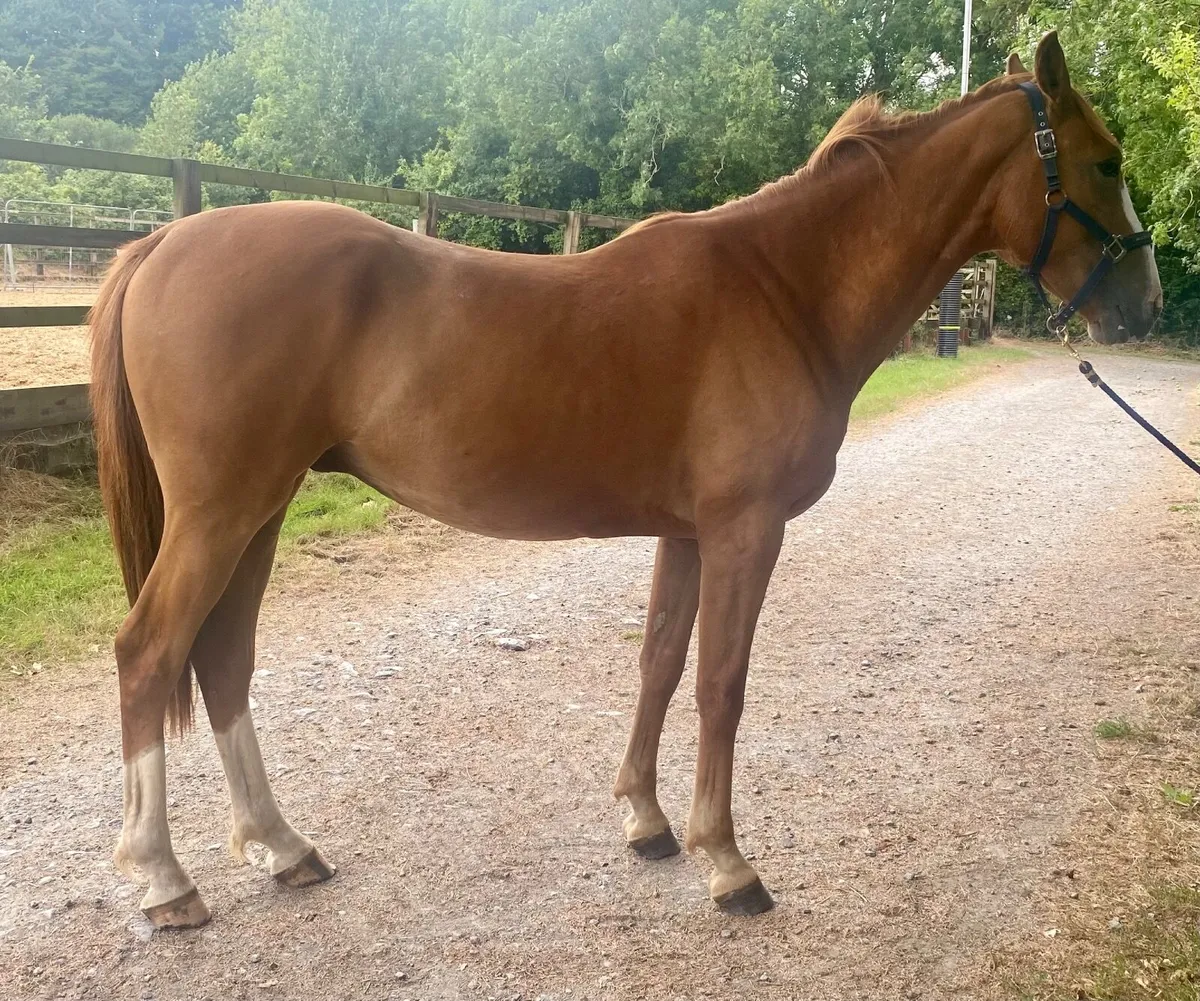 Handsome Irish sport horse gelding - Image 3