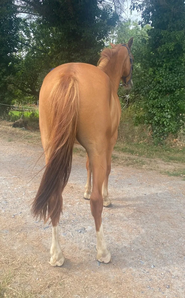 Handsome Irish sport horse gelding - Image 4