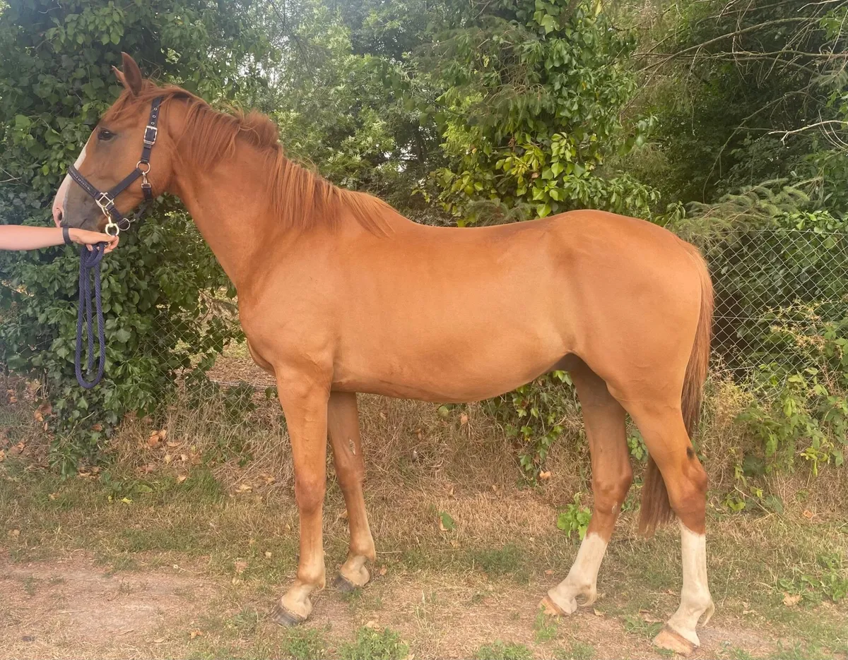 Handsome Irish sport horse gelding - Image 1