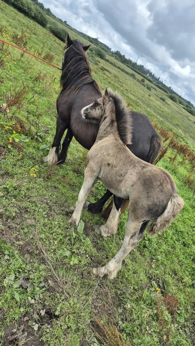 Mare and foal - Image 1