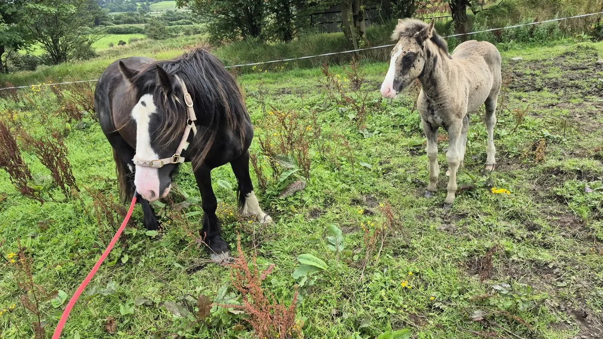 Mare and foal - Image 3