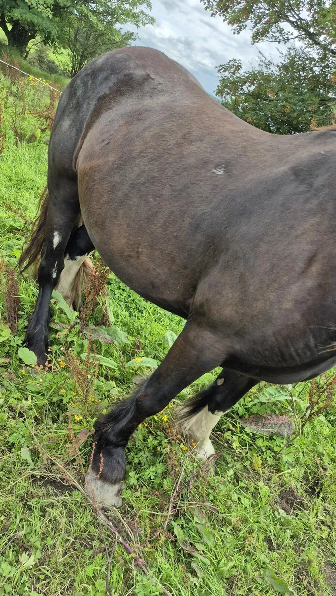 Mare and foal - Image 4