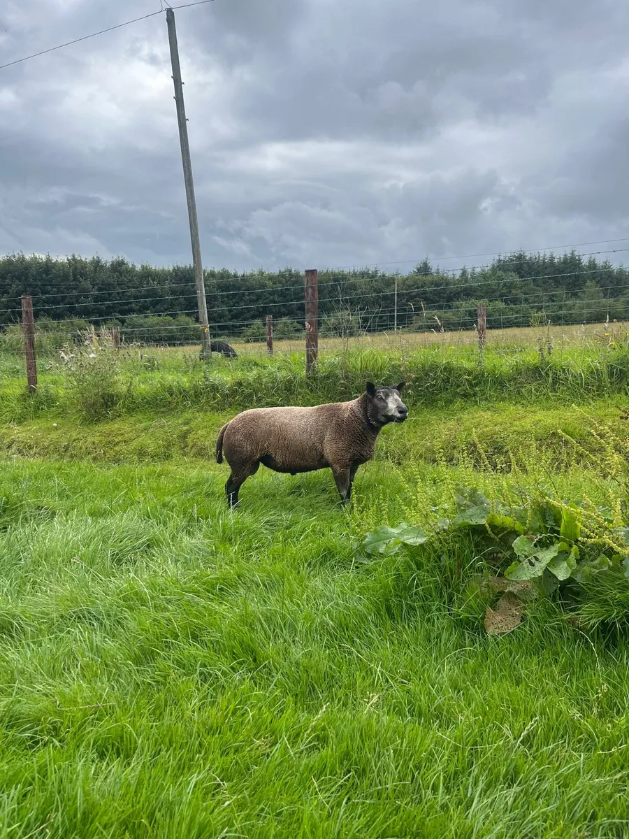 Blue texel Ram - Image 3