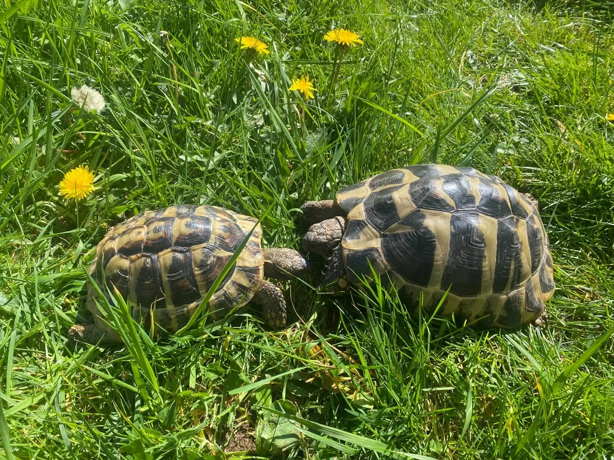Two healthy Hermann Tortoises with Full Setup - Image 1