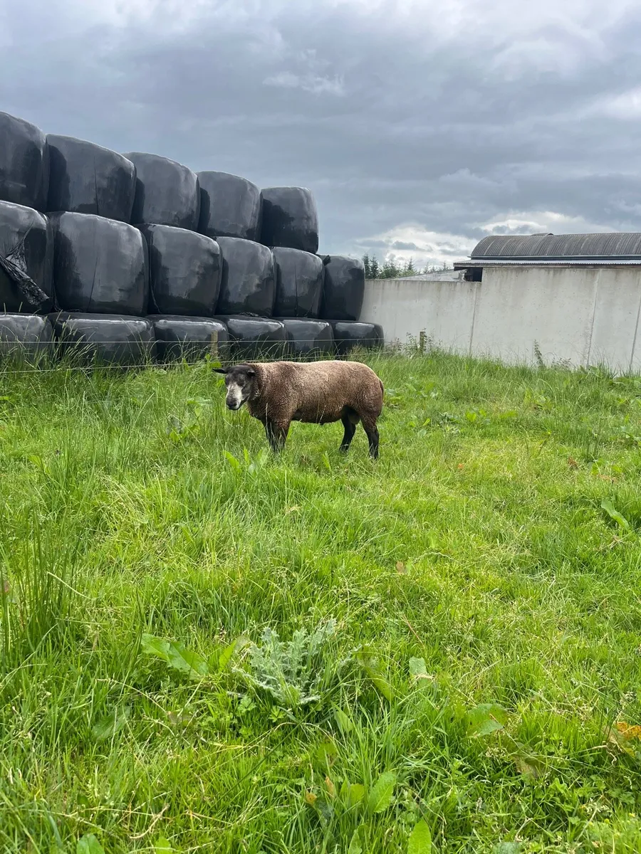 Blue texel Ram - Image 1
