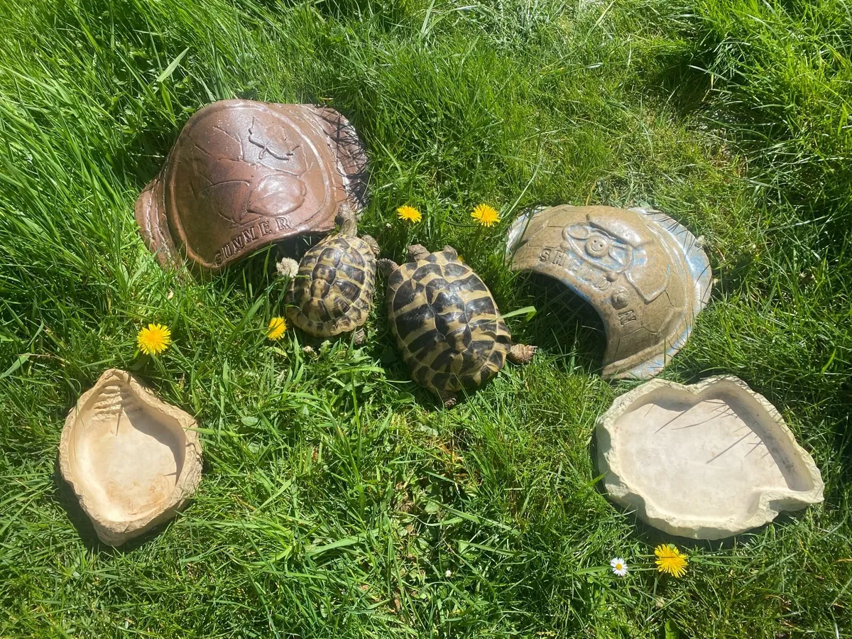Two healthy Hermann Tortoises with Full Setup - Image 2