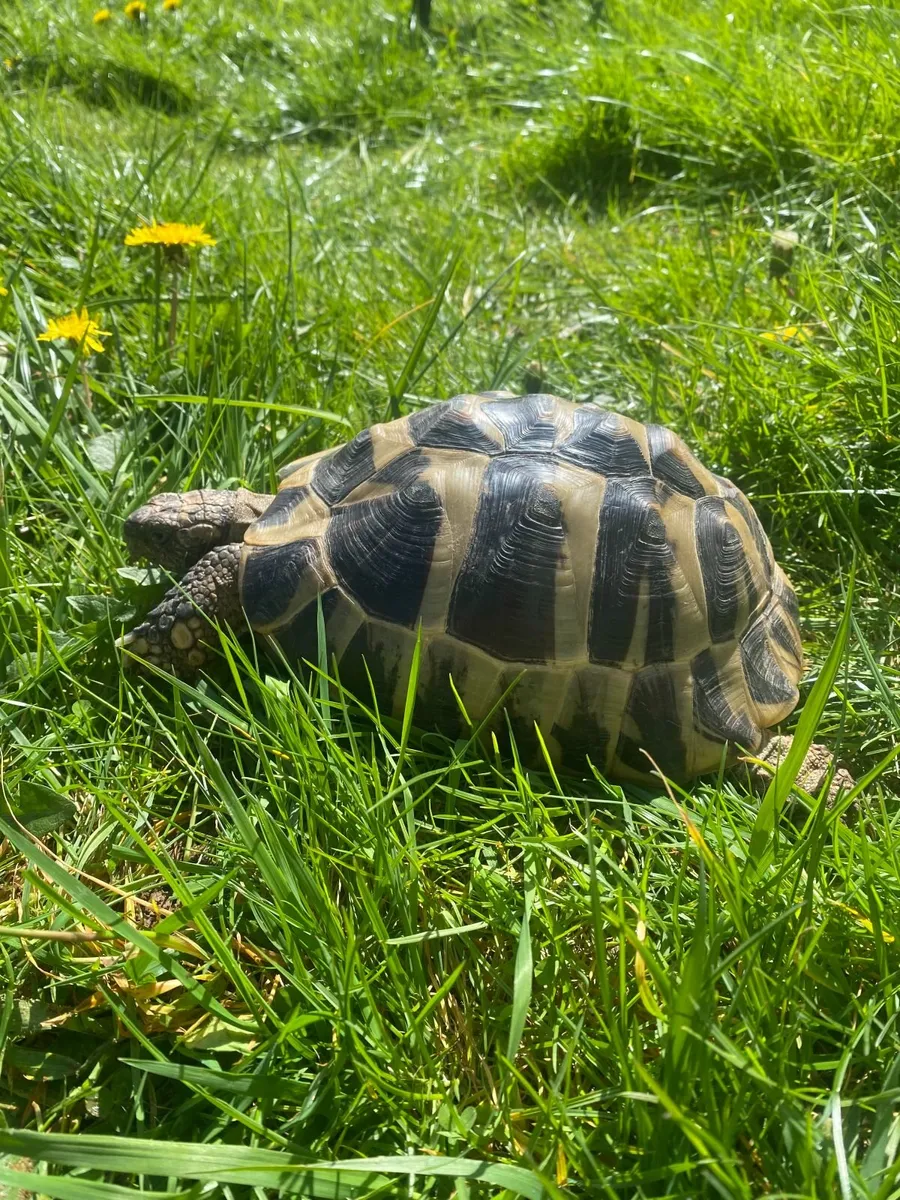 Two healthy Hermann Tortoises with Full Setup - Image 3