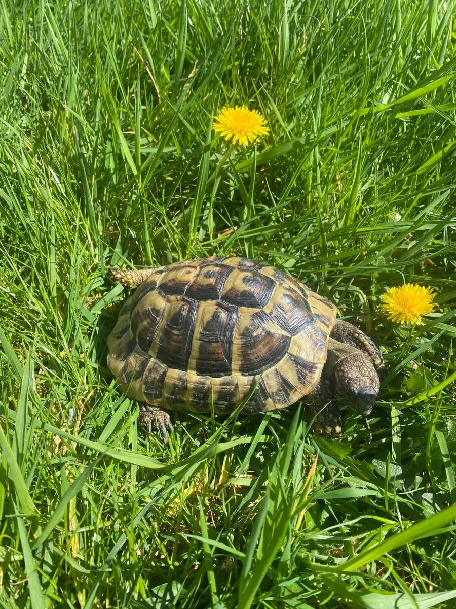 Two healthy Hermann Tortoises with Full Setup - Image 4
