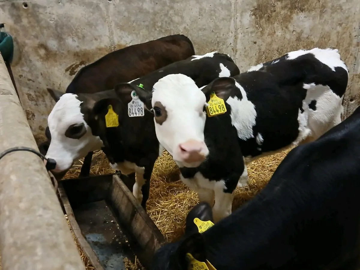 4 Strong Heifer Calves - Image 1