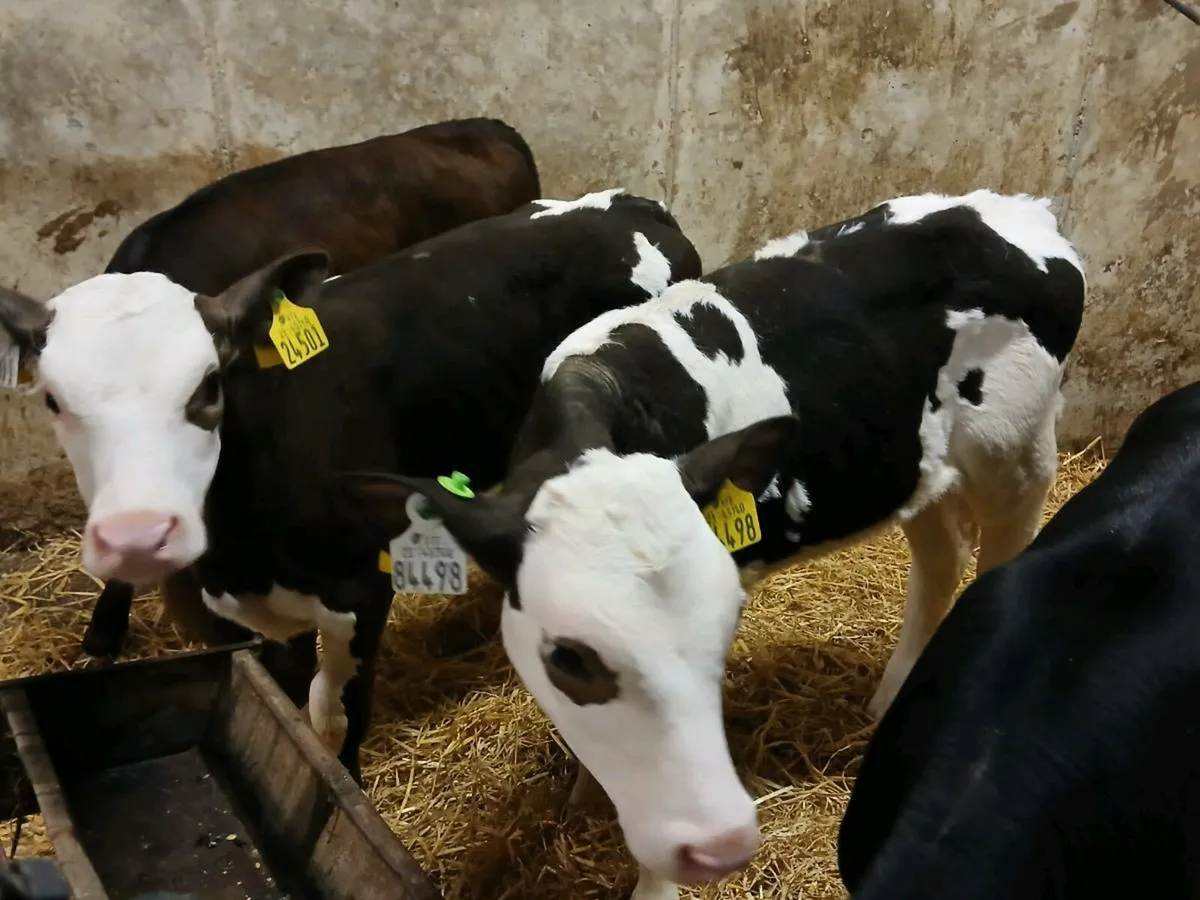 4 Strong Heifer Calves - Image 2