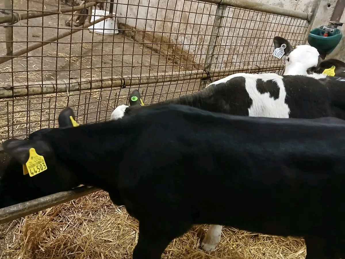 4 Strong Heifer Calves - Image 3
