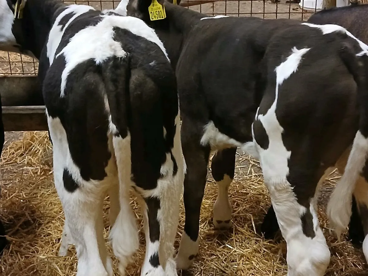 4 Strong Heifer Calves - Image 4