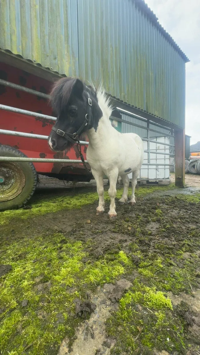 Shetland ponys - Image 1