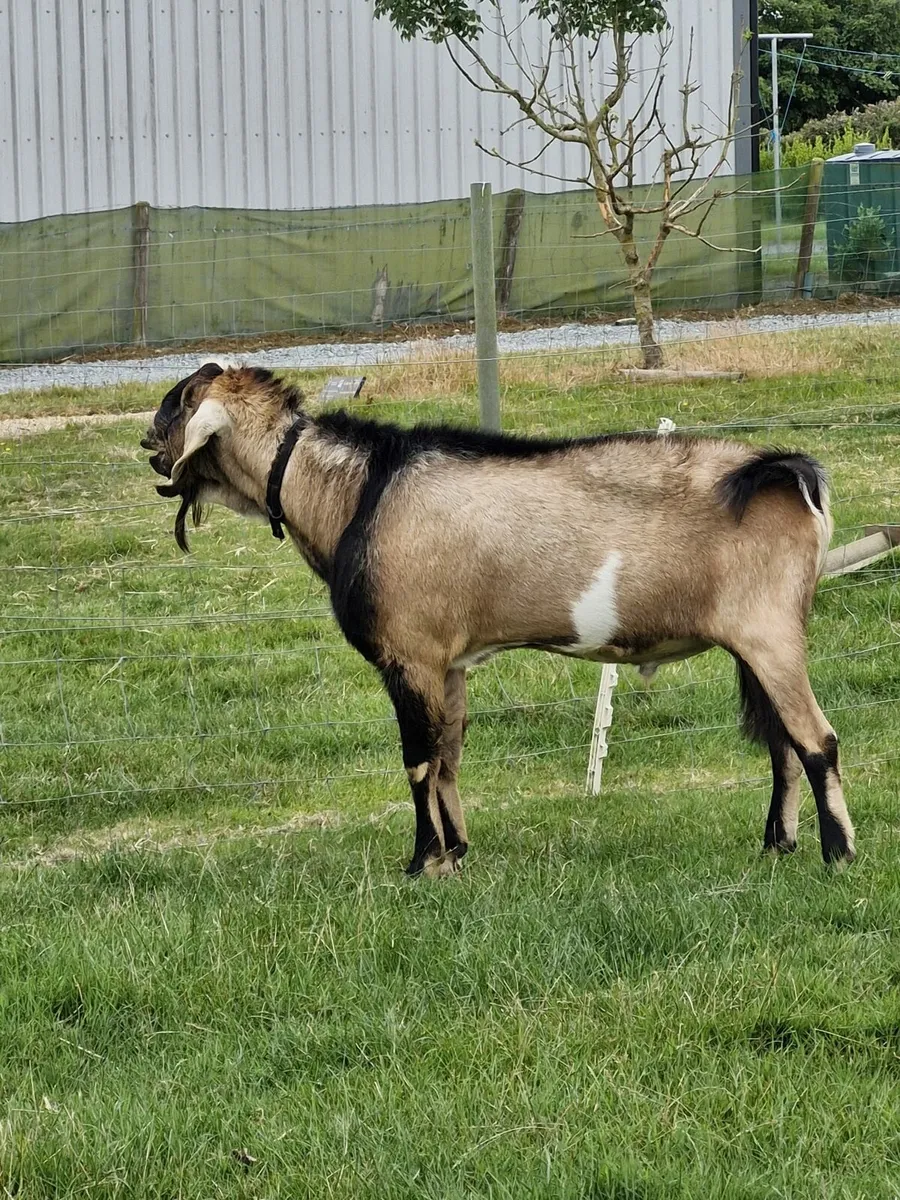 Purebred nubian buck - Image 1