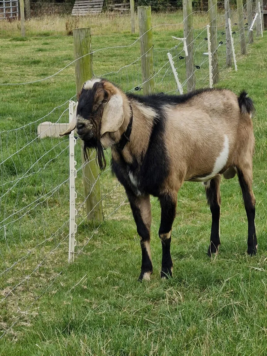 Purebred nubian buck - Image 2